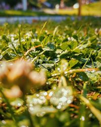 Close-up of raindrops on grass