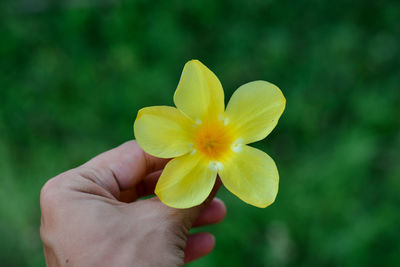 Close-up of hand holding yellow flower