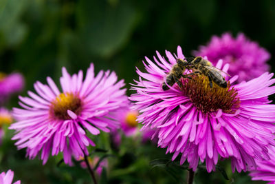 Close-up of bees on pink flower