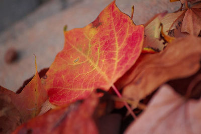 Close-up of fallen maple leaves