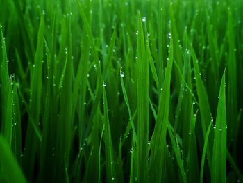 Full frame shot of raindrops on crops