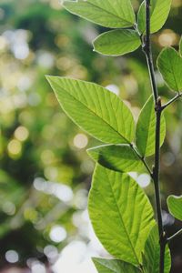 Close-up of fresh green leaves