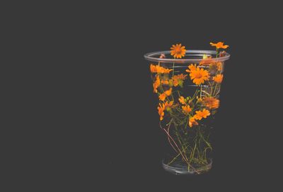 Close-up of orange flowers against black background