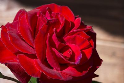 Close-up of red rose blooming outdoors