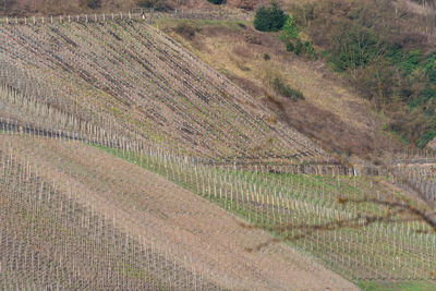 View of vineyard