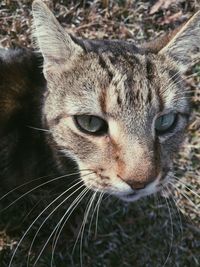 Close-up portrait of a cat