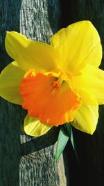 Close-up of yellow flower blooming outdoors