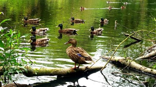 High angle view of ducks swimming on lake