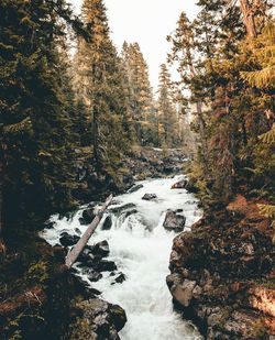 River amidst trees in forest against sky