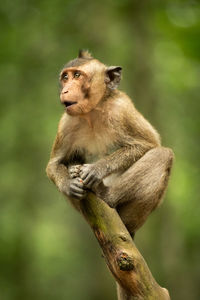 Baby long-tailed macaque on branch looking left