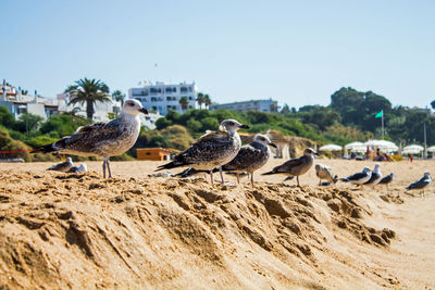 Birds perching on sand