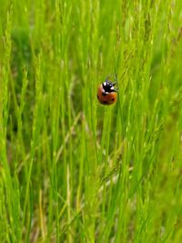 Close-up of ladybug on grass