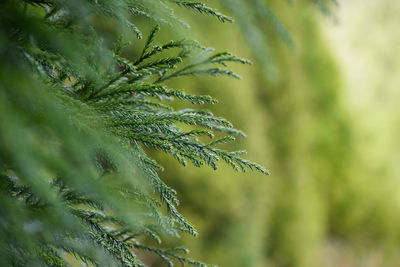 Close-up of wet pine tree