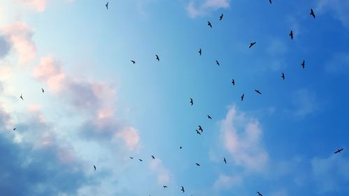 Low angle view of birds flying in sky