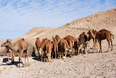 Camel in the negev desert in israel near mitzpe ramon, machtesh ramon