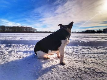 Dog on snow covered land