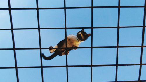 Low angle view of dog on metal against sky
