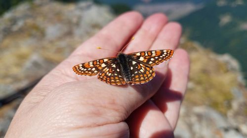 Close-up of hand holding butterfly