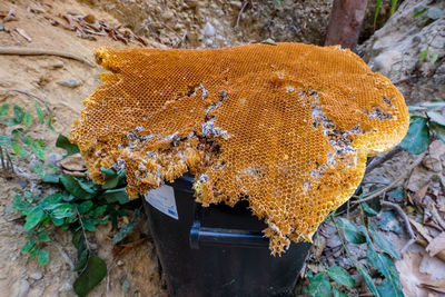 High angle view of honeycomb