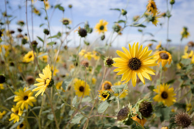 Close-up of yellow flowering plants on field