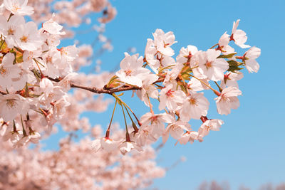 Low angle view of cherry blossoms against sky