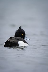 Close-up of duck swimming in lake