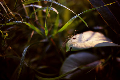 Extreme close-up of spider on leaf