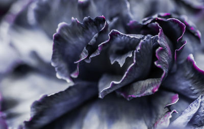 Close-up of purple roses