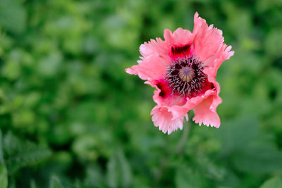 Close-up of pink flower