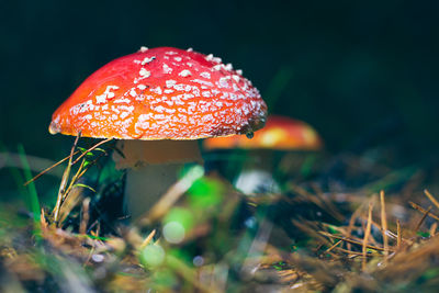 fungus