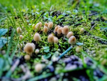 Close-up of mushrooms growing on field