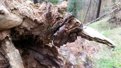 Close-up of tree trunk