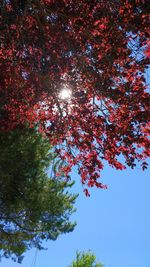 Low angle view of tree against sky during autumn