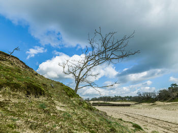 Bare tree on field against sky