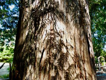 Close-up of tree trunk in forest