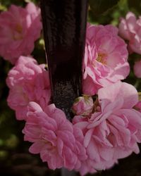 Close-up of pink rose flowers