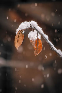 Close-up of frozen plant during winter