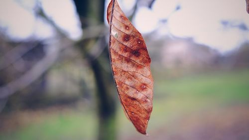 Close-up of dry leaf against blurred background