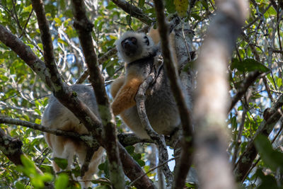 Low angle view of a monkey sitting on tree branch