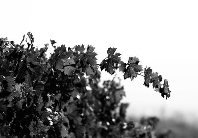 Low angle view of flowers on tree against clear sky