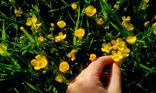 Close-up of hand holding yellow flowers