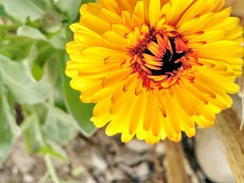 Close-up of bee on yellow flower