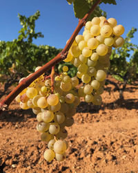 Low angle view of grapes growing on tree