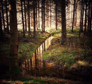 Trees growing in forest