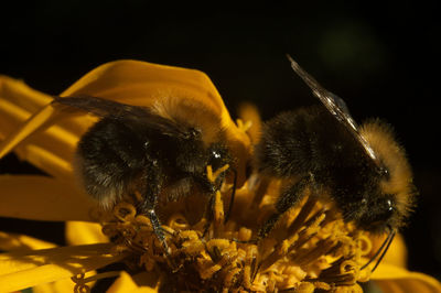 Close-up of bee on yellow flower