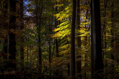 Trees in forest during autumn