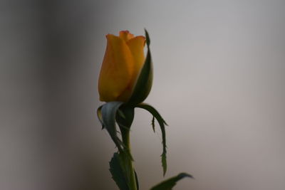 Close-up of yellow rose flower