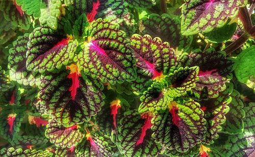 Close-up of green plant