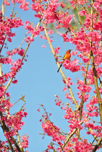 Low angle view of pink flowering tree against sky