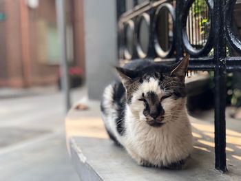 Close-up portrait of cat relaxing outdoors